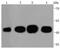 Actin Alpha 1, Skeletal Muscle antibody, NBP2-67113, Novus Biologicals, Western Blot image 