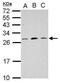 Mitochondrial Ribosomal Protein L18 antibody, PA5-31875, Invitrogen Antibodies, Western Blot image 