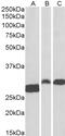 CD256 antibody, 45-272, ProSci, Enzyme Linked Immunosorbent Assay image 