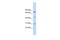 Early Growth Response 3 antibody, PA5-40840, Invitrogen Antibodies, Western Blot image 