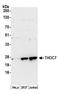THO Complex 7 antibody, A305-180A, Bethyl Labs, Western Blot image 