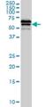 Leukocyte Immunoglobulin Like Receptor B2 antibody, H00010288-M01, Novus Biologicals, Western Blot image 