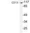 CD13 antibody, LS-C291689, Lifespan Biosciences, Western Blot image 