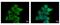 Tubulin Alpha 1b antibody, NBP2-20760, Novus Biologicals, Immunofluorescence image 