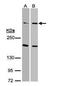 Protein Kinase, DNA-Activated, Catalytic Subunit antibody, PA5-29023, Invitrogen Antibodies, Western Blot image 