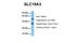 Solute Carrier Family 19 Member 3 antibody, NBP1-69703, Novus Biologicals, Western Blot image 