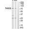 THO complex subunit 5 homolog antibody, PA5-50160, Invitrogen Antibodies, Western Blot image 