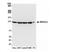 Mtr4 Exosome RNA Helicase antibody, NB100-1574, Novus Biologicals, Western Blot image 