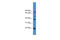 Achaete-Scute Family BHLH Transcription Factor 2 antibody, ARP38572_P050, Aviva Systems Biology, Western Blot image 