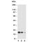 KIT Ligand antibody, R30642, NSJ Bioreagents, Western Blot image 