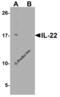 Interleukin 22 antibody, 7593, ProSci, Western Blot image 