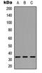 Calponin 1 antibody, LS-B16088, Lifespan Biosciences, Western Blot image 