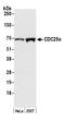 Cell Division Cycle 25A antibody, 13022, QED Bioscience, Western Blot image 