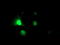 Arginyl Aminopeptidase antibody, TA503948, Origene, Immunofluorescence image 