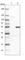 RUN Domain Containing 3A antibody, HPA023548, Atlas Antibodies, Western Blot image 