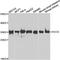 Holocytochrome C Synthase antibody, LS-C349184, Lifespan Biosciences, Western Blot image 
