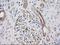 CUB Domain Containing Protein 1 antibody, LS-B14838, Lifespan Biosciences, Immunohistochemistry frozen image 