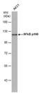 Nuclear Factor Kappa B Subunit 2 antibody, PA5-27340, Invitrogen Antibodies, Western Blot image 