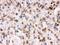 Otoferlin antibody, PB9616, Boster Biological Technology, Immunohistochemistry frozen image 