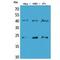 Transmembrane Protein 173 antibody, LS-C387254, Lifespan Biosciences, Western Blot image 