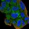 Zinc Finger With KRAB And SCAN Domains 7 antibody, NBP2-13555, Novus Biologicals, Immunofluorescence image 