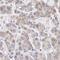 Cell Death Inducing DFFA Like Effector B antibody, HPA001272, Atlas Antibodies, Immunohistochemistry frozen image 