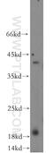 Thioredoxin Domain Containing 12 antibody, 20181-1-AP, Proteintech Group, Western Blot image 