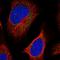 Lipoyl(Octanoyl) Transferase 2 antibody, HPA040249, Atlas Antibodies, Immunofluorescence image 