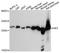 Adenylate Kinase 3 antibody, A4694, ABclonal Technology, Western Blot image 