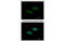 Syntrophin Beta 2 antibody, MBS835687, MyBioSource, Immunofluorescence image 