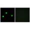Inositol Hexakisphosphate Kinase 2 antibody, A08792, Boster Biological Technology, Immunohistochemistry paraffin image 
