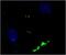 Neuropeptide Y antibody, GTX60971, GeneTex, Immunofluorescence image 