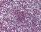 Forkhead Box O3 antibody, 51-949, ProSci, Immunohistochemistry paraffin image 