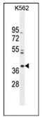 Purine Rich Element Binding Protein G antibody, AP53520PU-N, Origene, Western Blot image 