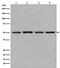 Tubulin antibody, M05613, Boster Biological Technology, Western Blot image 