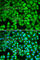 WASP antibody, A0978, ABclonal Technology, Immunofluorescence image 