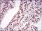 Menin 1 antibody, NBP2-37251, Novus Biologicals, Immunohistochemistry frozen image 