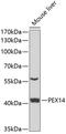 Peroxisomal membrane protein PEX14 antibody, 22-871, ProSci, Western Blot image 