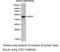 8-Oxoguanine DNA Glycosylase antibody, LS-C192995, Lifespan Biosciences, Western Blot image 