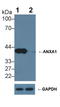 Annexin A1 antibody, LS-C292369, Lifespan Biosciences, Western Blot image 