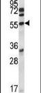 Cyclin Dependent Kinase 15 antibody, PA5-14429, Invitrogen Antibodies, Western Blot image 