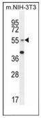 Glucosaminyl (N-Acetyl) Transferase 3, Mucin Type antibody, AP51804PU-N, Origene, Western Blot image 