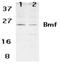 Bcl2 Modifying Factor antibody, ADI-905-184-100, Enzo Life Sciences, Western Blot image 