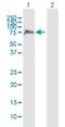 IKAROS Family Zinc Finger 4 antibody, H00064375-B01P, Novus Biologicals, Western Blot image 