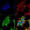 ATP Binding Cassette Subfamily C Member 8 antibody, MA5-27660, Invitrogen Antibodies, Immunofluorescence image 