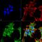 ATP Binding Cassette Subfamily C Member 8 antibody, MA5-27660, Invitrogen Antibodies, Immunofluorescence image 