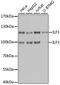 Interleukin Enhancer Binding Factor 3 antibody, A2496, ABclonal Technology, Western Blot image 