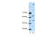 Paternally Expressed 3 antibody, 28-935, ProSci, Enzyme Linked Immunosorbent Assay image 