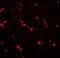 Cytochrome B-245 Beta Chain antibody, LS-C336199, Lifespan Biosciences, Immunofluorescence image 