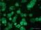 Haptoglobin antibody, ab13429, Abcam, Immunofluorescence image 